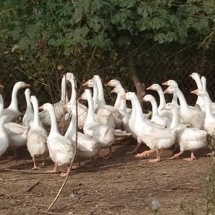 5/6/7/8����]�r��ɢ�B���r���Z�Z���Z�ƴ��Z���w����F���Z���l