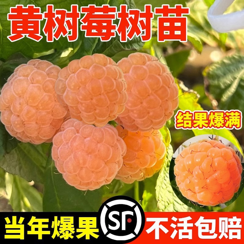 黄树莓果苗黑莓浆果当年结果室内外阳台庭院盆栽地栽水果嫁接果树