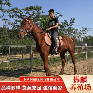哪里有租赁骑乘马 阿拉伯马 纯血马 蒙古马 迷你矮马一匹