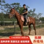 租赁一匹迷你阿拉伯蒙古马