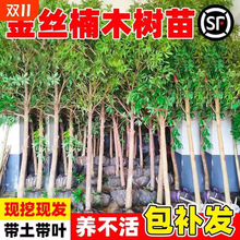 金丝楠木树苗正宗四川庭院稀有珍贵盆栽赤楠小叶桢楠金丝楠木大树