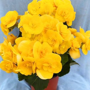 �ļ����Ļ������ذ�󻨎������҃��ļ��_�����绨�����Ժ��B�׻�