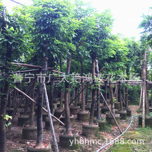 �V�|��ꖬF؛�����G����N���ϼt�� ���t�� ���ϲ˶� �G�� �˶���