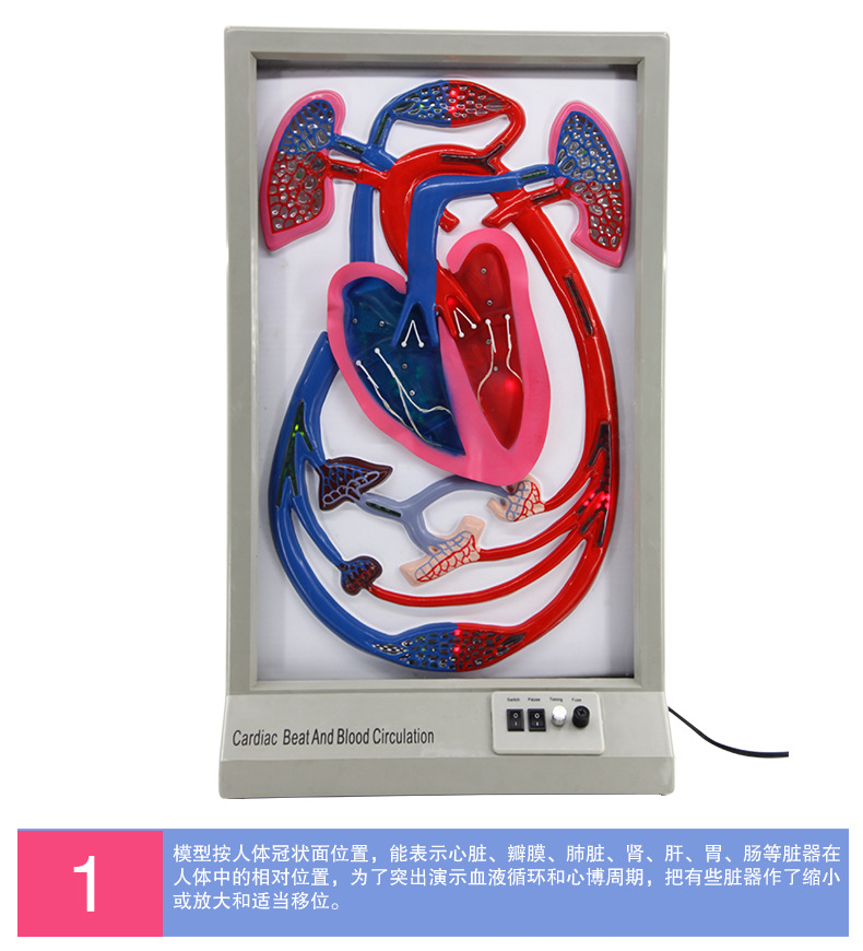 QH3323心搏与血液循环模型_05.jpg