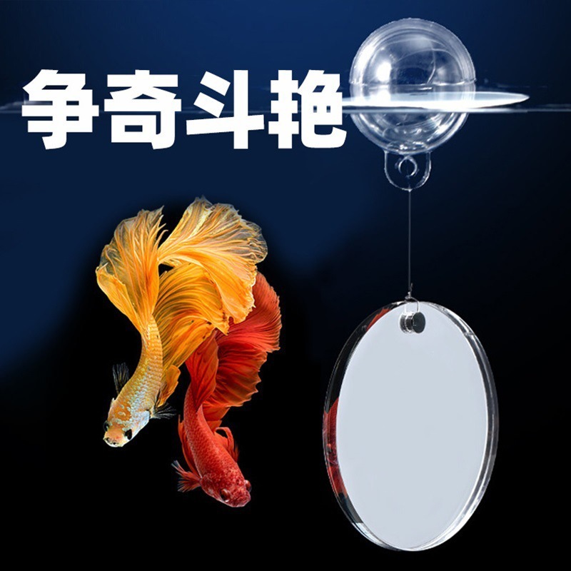 Escenografía Tailandia Betta pez ventosa espejo espejo suspensión interna y externa pequeña pecera entrenamiento espejo interactivo espectáculo espejo de ejercicio de cola