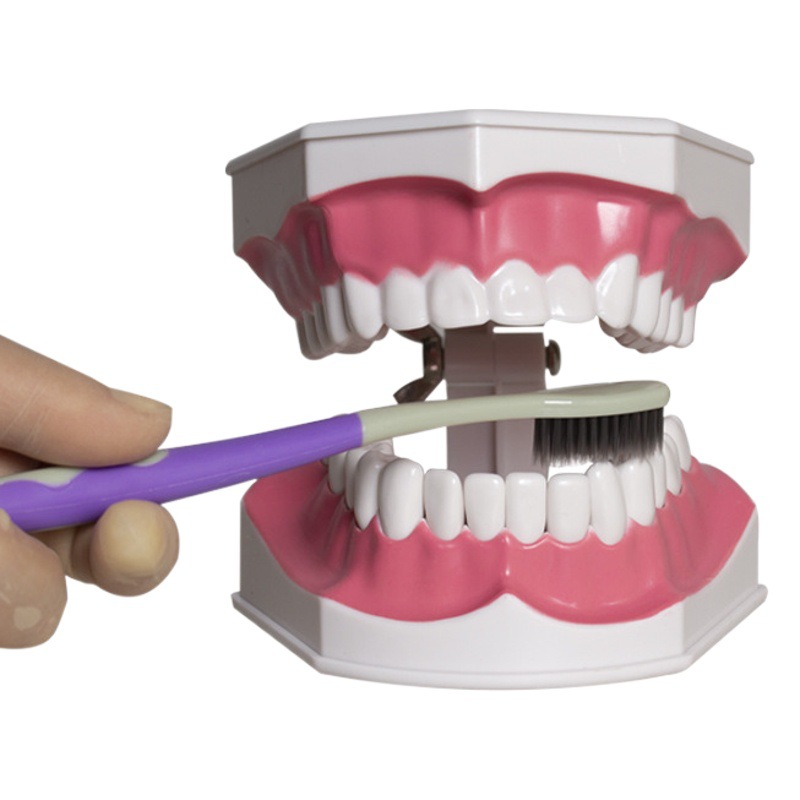 Modelo dental con el modelo dental del cepillo de dientes que enseña el instrumento oral de la dentadura modelo Dental 2 veces