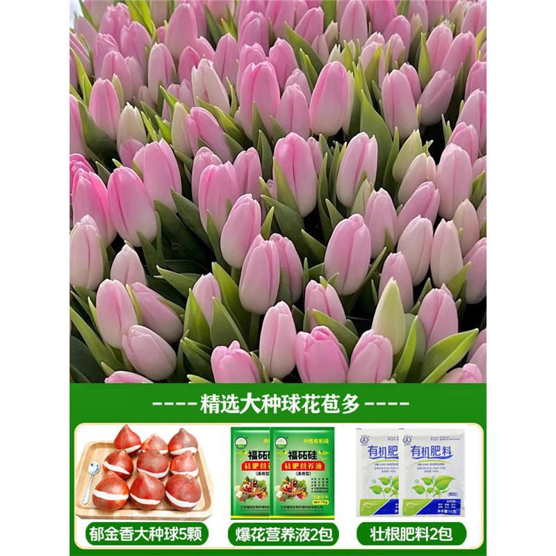 A4 pudding tulip 3 big balls + nutrient solution + fertilizer