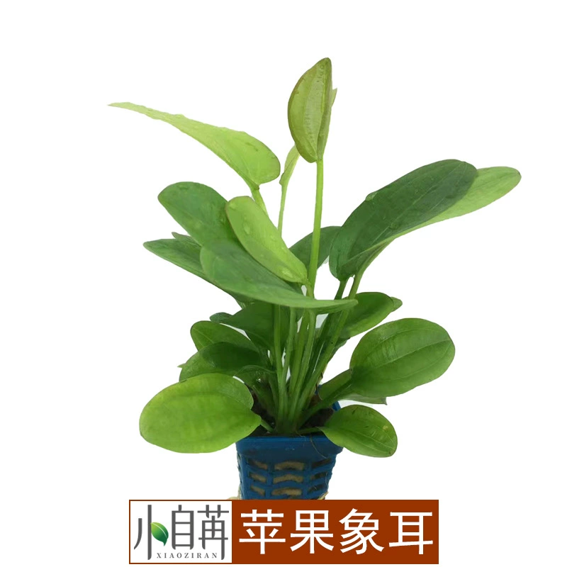 Яблочный Слон Уха Корона Fish Tank Настоящая Водная Трава Живые Лугопастбища Прямая Оптовая Галстук Погонил Отрицательный Хорошее Поднятие Без Нижнего Песка