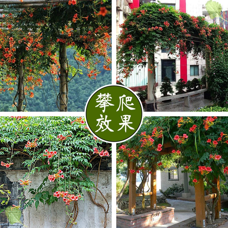 Морозостойкие кемпсис Цветочные рассады Вьющихся растений Четыре сезона Открытые цветы Хорошее земледелие Зеленые растения Горшечные растения Двор Балкон Взрывая Цветы Глициния