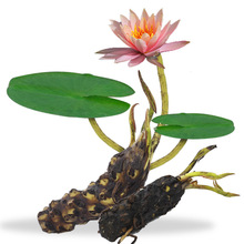 ˮ��ֲ�� ˯ɏ�ɻ� �����՚��҃������Ի��� ��ɏ �Nź �ļ��Nֲ