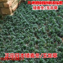 日本矮麦冬草苗耐寒玉龙草庭院绿化四季常青植物细叶麦冬草矮麦冬