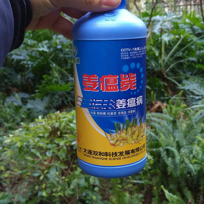 Ginger Blast bactericide microorganism Agent Fertilizer Rotten roots