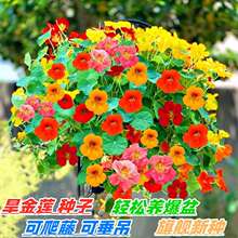 旱金莲种子旱荷花种籽子四季开花播种爬藤垂吊盆栽旱金莲庭院阳台
