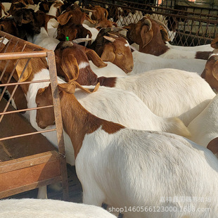 ����ɽ����� ����r�� ����Ј�������� �B��������Ч�� ������