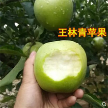 澳洲青苹果树苗 青苹果苗庭院种植果树苗 嫁接苗南方北方种植