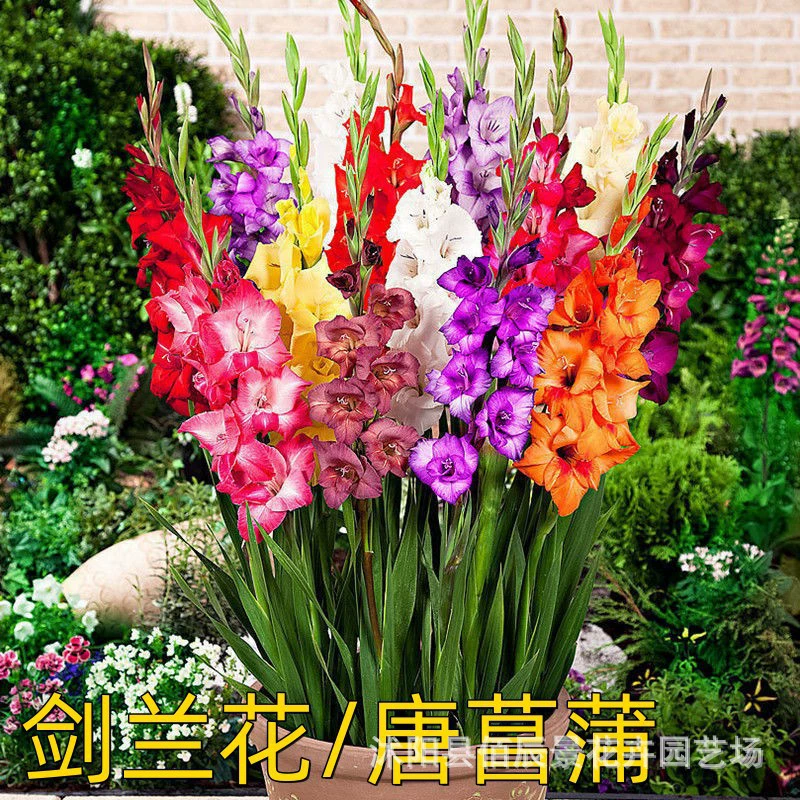 Цветочные луковицы кринума, луковицы гладиолуса, цветы в горшках, четырехсезонное посадка, цветы для внутреннего балкона, цветы для открытого двора.