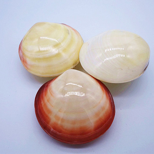 Wholesale conch shells, yellow clams, purple clams, clam powder, purple birds' clams, chicken heart abalone, oil painting scallops, multiple options available