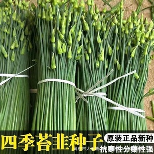 �ļ�̦�·N�Ӿ²�̦�N�Ѹ߮a�����ͺ��͟ጣ���ļ����߲˷N��