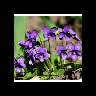 Purple Flower Seeds Are Easy to Grow in All Seasons, Balcony Potted Green Plants, Courtyard Flower Seeds, Sea Flower Seeds