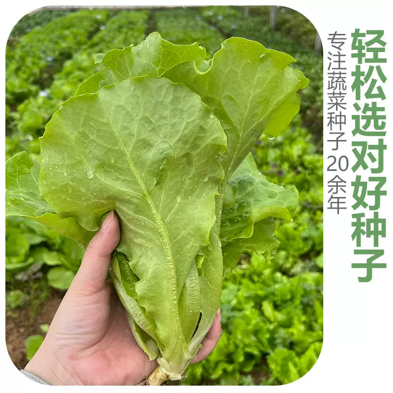 批发生菜种子蔬菜种子四季播种盆栽阳台庭院耐抽苔生菜种子菜菜籽