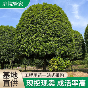 Osmanthus Saplings, August Golden Osmanthus, Garden Villa Floor-Planted Potted Plants, Cold-Resistant Four-Season Osmanthus Greening