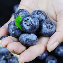 新鲜蓝莓大果当季蓝莓一整箱批发蓝莓新鲜鲜果一件 批发工厂代发
