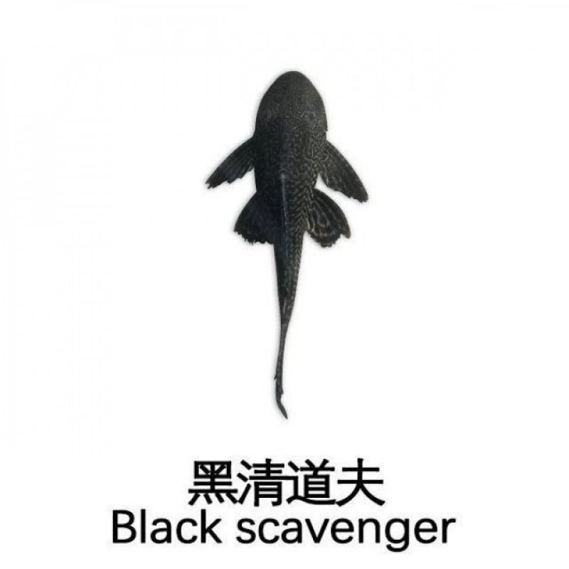 Где‑то очищающие рыбы-кильки для аквариума Pleco — рыбки-поглотители с присасывающим ртом, живые декоративные, размеры 3–9 см, один или мультиупаковка