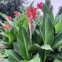 ˮ�����˽��������l�S�ۼt�������˹���غӵ�ͦˮֲ��ˮ��Gֲ