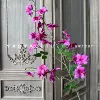 Orchid