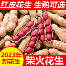 2023红皮花生新鲜山东原味花生带壳炒熟红衣花生晒干四粒红炒货