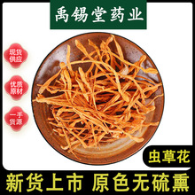 虫草花中药材批发新货金虫草花排草北虫草子孢子头蛹虫草花煲汤料