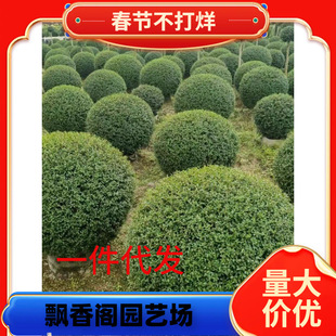 С�~Ůؑ�����辰�䘶���Θ���ͥԺ�e���G��ֲ���^�~�G����ľ