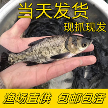 草鱼鱼苗淡水养殖可食用半斤大草鱼皖鱼苗鲫鱼花鲢鱼优质大草鱼