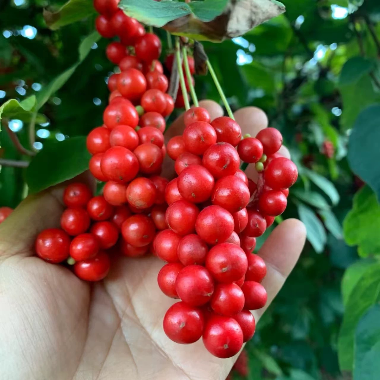 Wu Wei Zi Schisandra Berries Whole Dried Chinese Herb for Tea and Decoction 10g Bag preparation