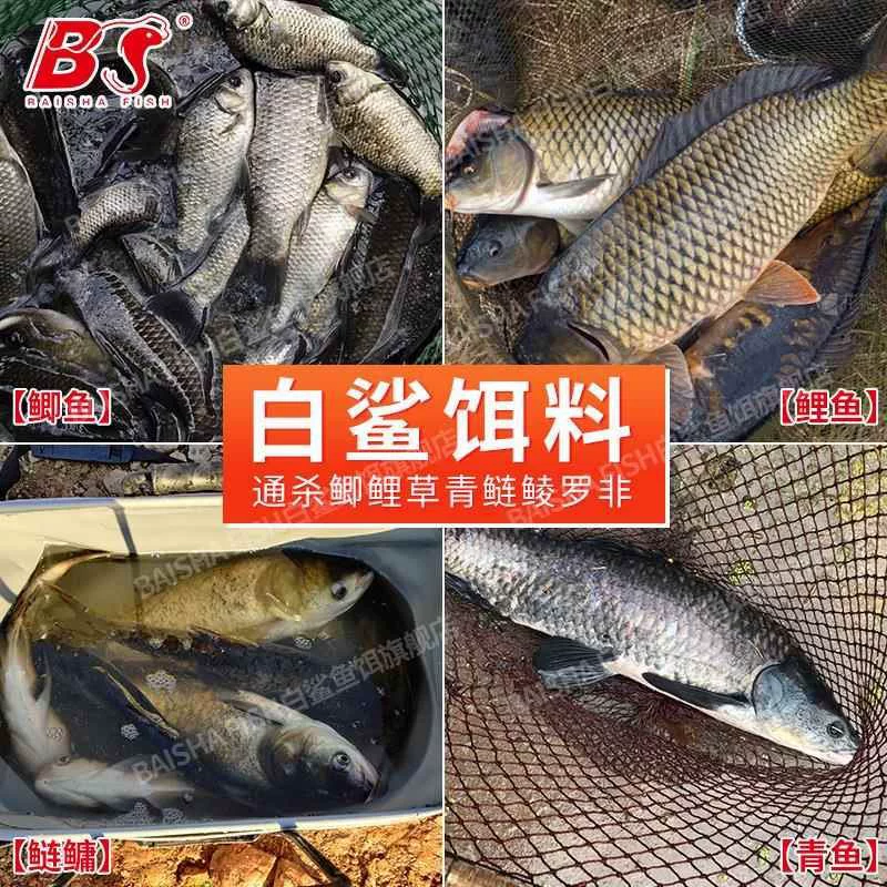 White Shark box bait throwing rod fishing 鲢鳙 鲢鳙 白 白 白 白 白 白 白 白 白 白 白 白 白 白 白 白 白 白 白