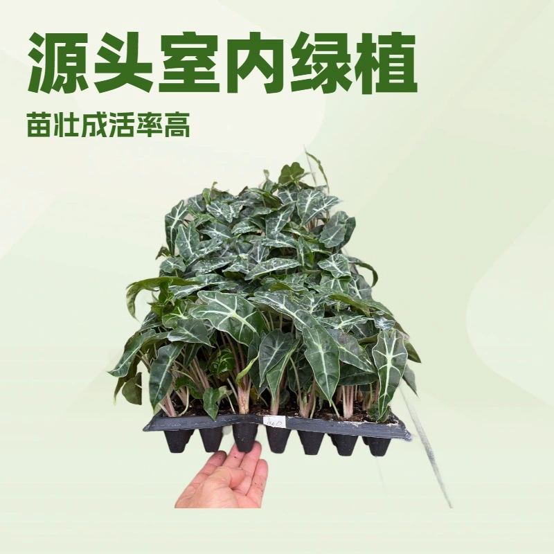 Оптовая продажа комнатных растений, больших африканских масок-фееров, гномов-лотосов, базовых садовых цветов, рассады