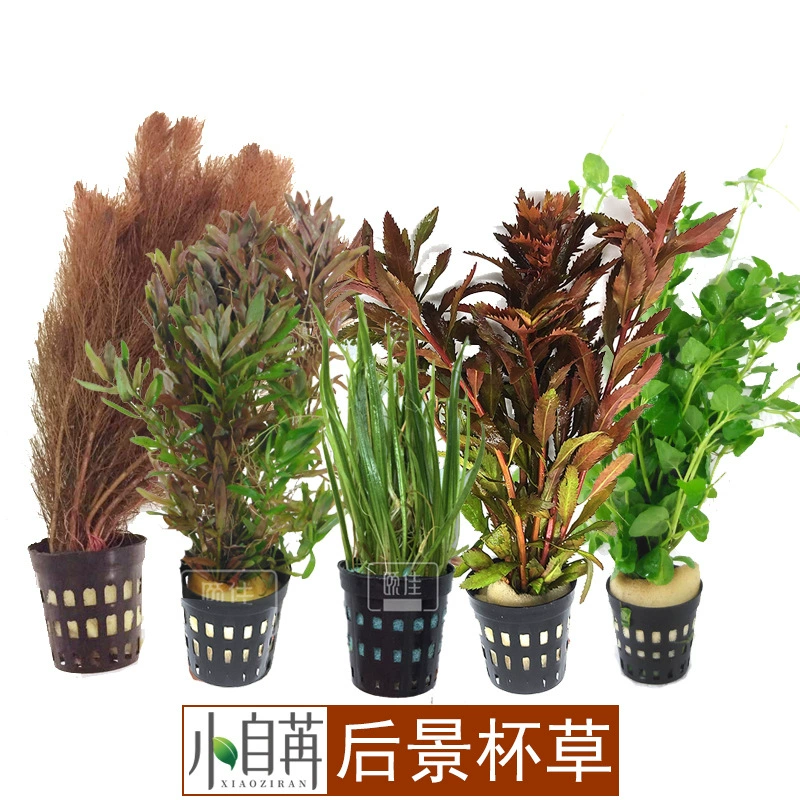 Аква бака рыб бабочки Красного пера зеленого суда Красного суда зонтика зеленое красное реальное и прожитие травы