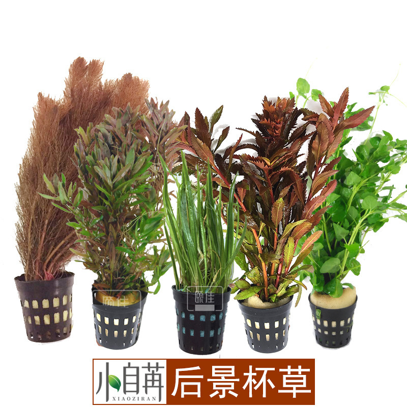 Red Umbrella Red Court Green Court Green Feather Red Butterfly Fish Tank Real Aqua and Grass Living
