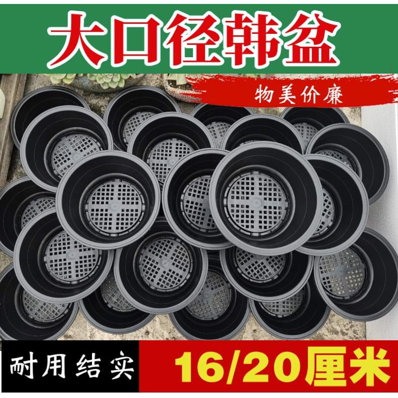 韩式多肉塑料花盆口径20厘米绿植盆乌木万象育苗杯景天盆包邮