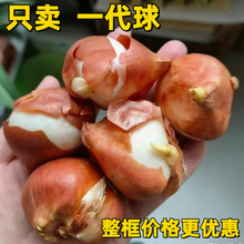 郁金香种球土培水培颜色齐全耐寒红粉紫常温自然球郁金香家庭花卉