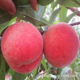 ���B����ˮ���Ҙ���޽��S�Ҙ��m�䮔��Y���ϱ����Nֲ�����Ҙ��