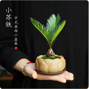 �F������ֲ���҃Ⱥ��B����������������Сֲ������U���K�FС�辰