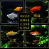 5 Marie + 5 Panda + 5 Yuanbao + 5 three colors free fish food