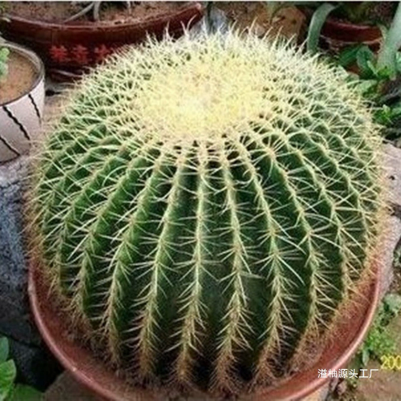 Кактус, вечнозеленые золотисто-янтарные суккулентные растения, рассада, горшечные растения, рабочий стол, красивый, морозостойкий и термостойкий Zhao Yiyou