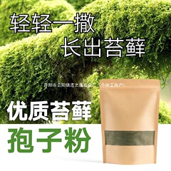 苔、植物の種子、吸水性、水石、鉢植え、岩盤、マイクロランドスケープ、胞子粉末、オールシーズン新鮮