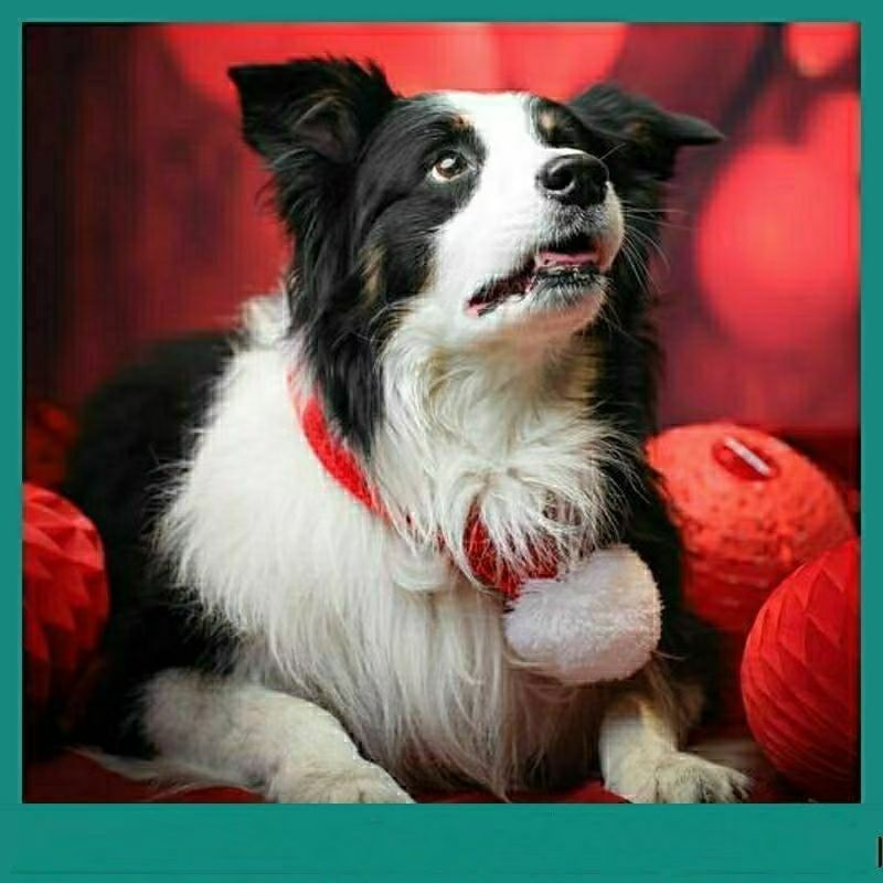 批发纯种边境牧羊犬幼犬活体狗狗小狗中型犬护卫犬工作犬宠物幼崽