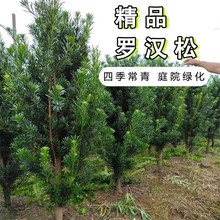 罗汉松树苗盆景小叶雀舌室外庭院别墅盆栽大树造型树桩名贵绿化苗