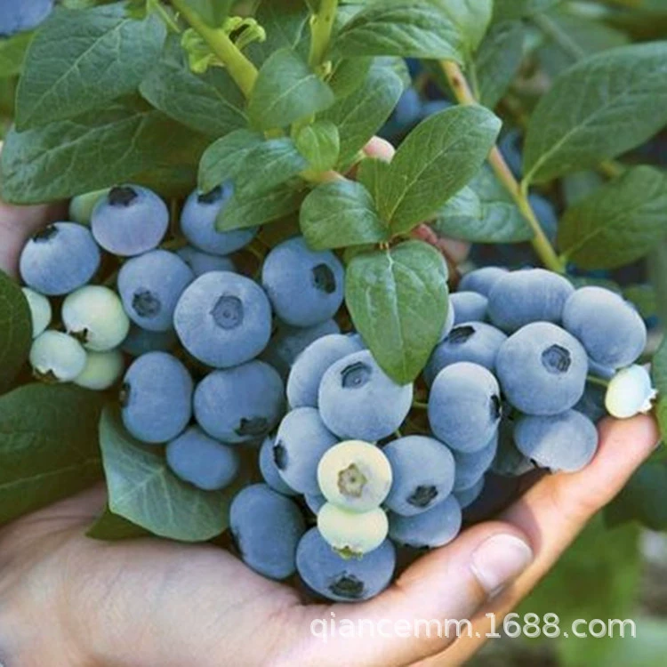 Базовая поставка Кроличий глаз Черника Рассада Lanfeng O'Neill Chandler Черника Рассада Двор Балкон Большая скидка