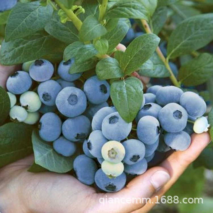 Base Supply of Rabbit Eye Blueberry Saplings, Blue Feng O'Neill Chandler Blueberry Saplings, Large Discounts for Courtyard and Balcony