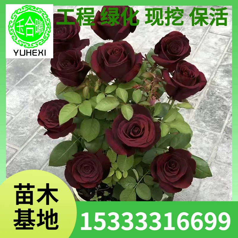 Оптовые черные розы срезанные цветы, черные фиолетовые розы рассада, большие цветы Mrs. Magic для балкона в горшках, цветение в любое время года